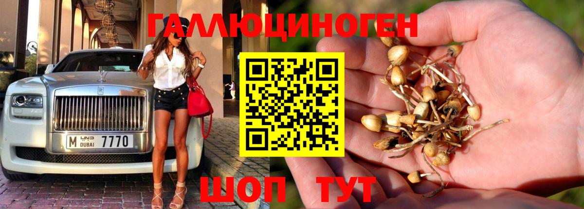 Галлюциногенные грибы Psilocybe Артём